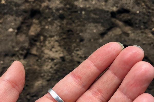 corn seeds in a hand ready to be planted into the Earth