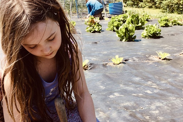 young girl plants a seedling