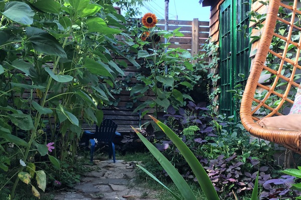 Garden setting. Sunflower garden with stone path.